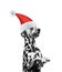 Santa claus dalmatian dog sitting and smiling with new year hat. Isolated on white