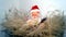 Santa Claus does housework to distribute gifts, hiding behind dried flowers