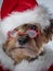 Santa Claus Dog- Christmas dog with glasses