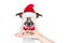 Santa claus excited and surprised dog