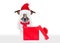 Santa claus excited and surprised dog