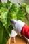 Santa Claus hands stroking a beautiful philodendron