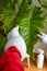 Santa Claus hands stroking a beautiful philodendron