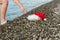 Santa Claus has bathed and is reaching for red hat with beard on beach, pebbles and sea shore