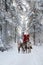 Santa Claus and his reindeer in forest