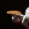 Santa Claus holds big hot tasty pizza offering, giving, handing. New year and Xmas fast food