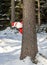 Santa Claus look behind snowy tree.