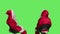 Santa claus posing on greenscreen