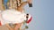 Santa Claus takes selfie. vertical video. Santa summer vacation. Santa Claus blogger. Funny Santa, in sunglasses, takes