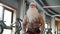 Santa claus training in sport club. Sexy santa doing dumbbell swings at gym.