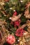 Santa Clause ornament on a Christmas tree with white lights