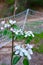 Santa Cruz California mountain apple tree Orchard