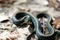 Santa Cruz Gartersnake - Thamnophis atratus atratus