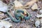 Santa Cruz Gartersnake - Thamnophis atratus atratus