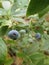 Santa cruz mountain wild agriculture organic dirt natural garden planting blueberries bush