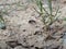 Santa cruz mountain wild agriculture organic natural large ants on drought land