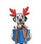 Santa dog in reindeer antlers with new year gift