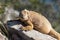 Santa Fe Land Iguana on Santa Fe Island, Galapagos Islands, Ecuador, South America