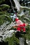 Santa figurine in the Christmas tree