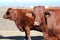 Santa Gertrudis Cattle