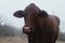 Santa Gertrudis cow closeup during foggy winter