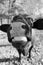 Santa Gertrudis cow funny face closeup in black and white