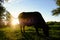 Santa Gertrudis Cow grazing, swatting tail at flies