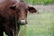 Santa Gertrudis cow in rainy weather