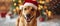 Santa Hat Adds Festive Cheer To Delightful Canine Adventures