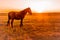 Santa Maria de Fe, Misiones, Paraguay - Lone Horse at Sunset Hour on a Field