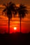 Santa Maria de Fe, Misiones, Paraguay - Setting Sun Framed by Two Palm Trees