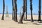 Santa Monica beach California palm and chairs