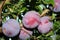 Santa Rosa Plum tree with fruits, Prunus salicina `Santa Rosa`
