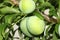 Santa Rosa Plum tree with young green  fruit, Prunus salicina `Santa Rosa`