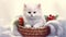 Santa's kitten - a cute white kitten sits in a basket with New Year's decor.