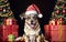 Santa\\\'s Paws A Festive Canine Surprise