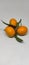 Santang orange or mandarin orange with leaves and tree trunk isolated on white, fresh and sweet mandarin orange