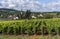 Santenay with Vineyard in Burgundy