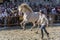 Santi Serra running with one of his stunning horses in an exhibition in Lugo, Spain, August 2016