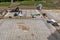 Santiponce Sevilla, Spain, May 4, 2017. Restorers restore the mosaic on the ruins of the ancient roman city of Italica.