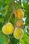 Santol fruit on tree