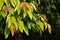 The santol leaves Sandoricum koetjape, cotton fruit