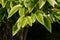 The santol leaves Sandoricum koetjape, cotton fruit, a tropical fruit native to maritime Southeast Asia