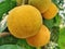 Santol, Thai fruit hanging in a bunch.