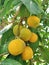 Santol, Thai fruit hanging in a bunch.