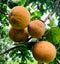 Santol, Thai fruit, sweet and sour taste Yellow peel,