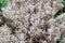 Santolina chamaecyparissus, cotton lavender - aromatic and medicinal herb