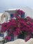 Santorini Flowers Romantic Island Greece