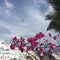 Santorini Flowers Romantic Island Greece