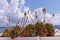 Santorini Succulent Flowers Sea and Sky